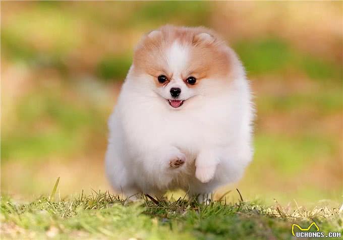 为何博美犬越来越受欢迎?网友：养了才知道真香