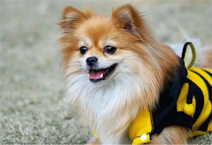 为何博美犬越来越受欢迎?网友：养了才知道真香