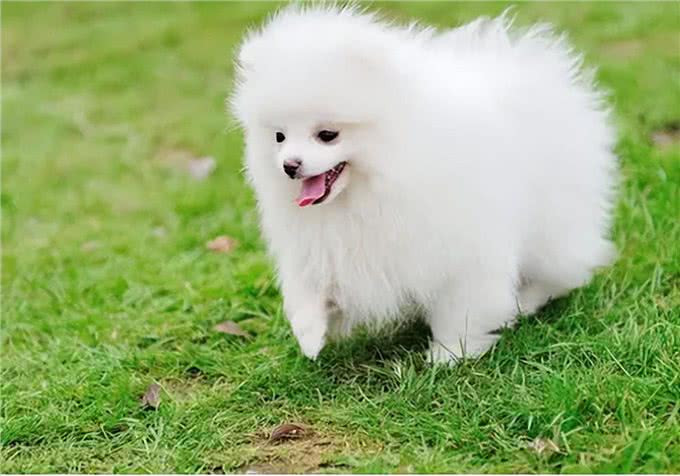 为何博美犬越来越受欢迎?网友：养了才知道真香