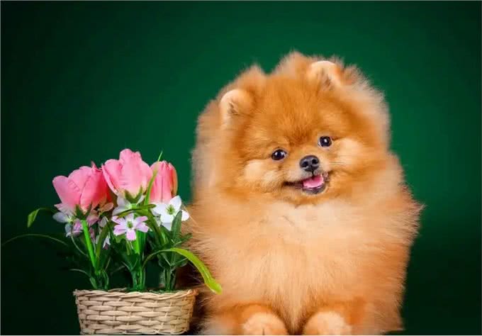 为何博美犬越来越受欢迎?网友：养了才知道真香