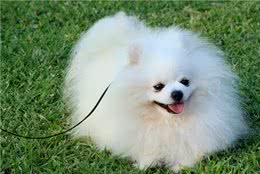 为何博美犬越来越受欢迎?网友：养了才知道真香
