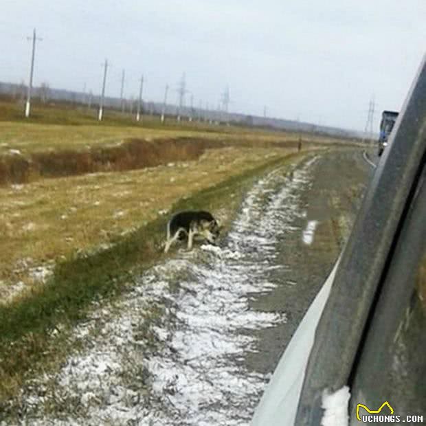 又见忠犬，无惧寒暑路边痴痴等待主人的出现
