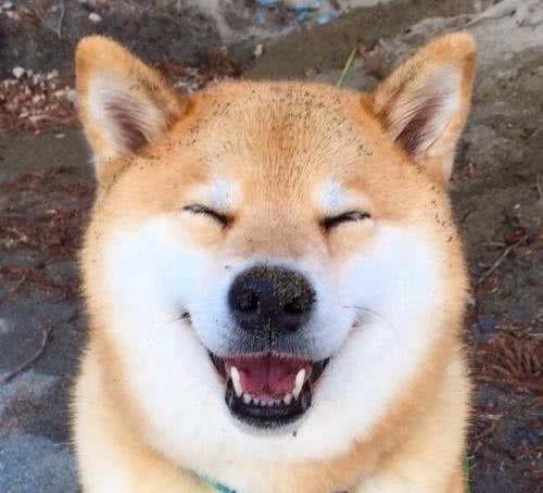 秋田犬vs柴犬如何区分?这是你不知道的秘密