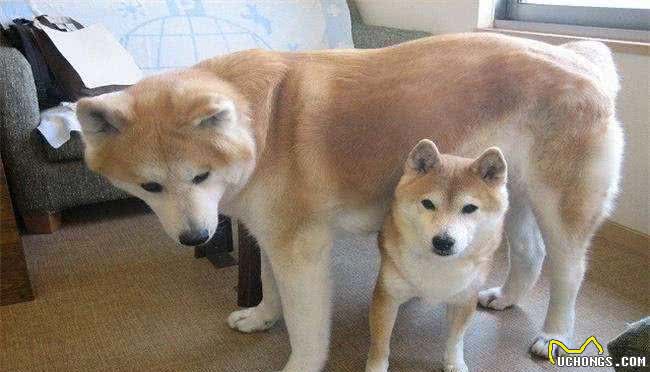 秋田犬vs柴犬如何区分?这是你不知道的秘密