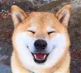秋田犬vs柴犬如何区分?这是你不知道的秘密