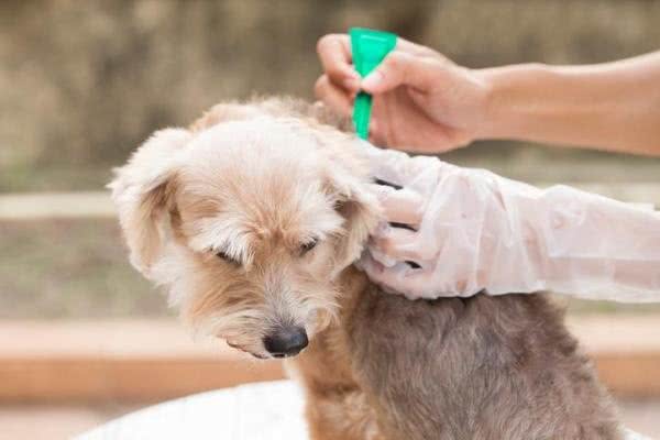狗狗掉毛很烦人?这5个方法可以帮到你的，度过烦人掉毛季