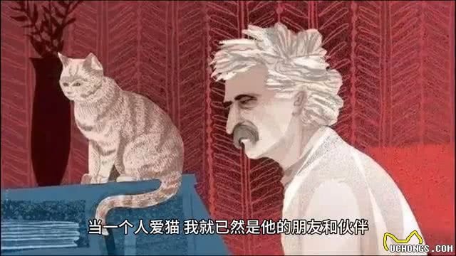 英国短毛猫—萌态外貌与温顺性格的完美融合