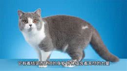 英国短毛猫—萌态外貌与温顺性格的完美融合
