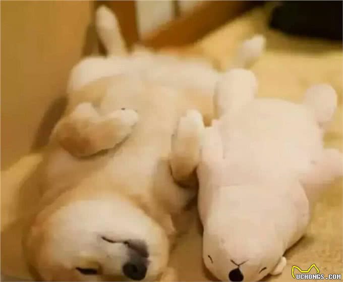 狗肺炎不能错过72小时治疗黄金期?狗肺炎是场时间竞赛，拖延易死