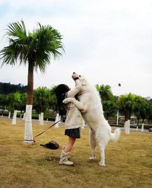 世界名犬—大白熊
