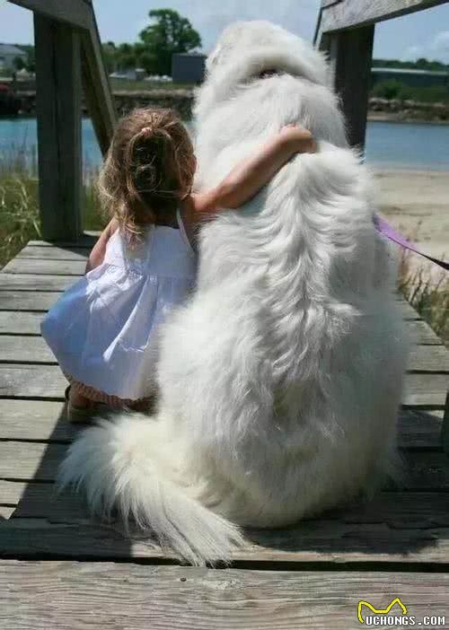 世界名犬—大白熊