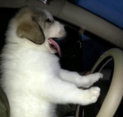 世界名犬—大白熊