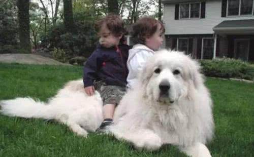 世界名犬—大白熊