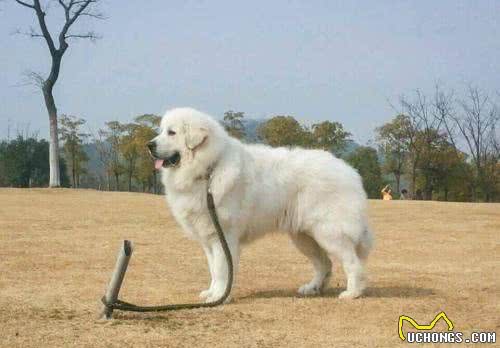 世界名犬—大白熊