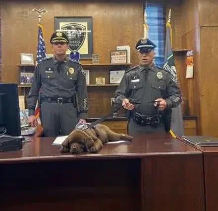 外国警犬参加就职仪式全程放肆睡觉，局长十分尴尬但网友毫不责怪