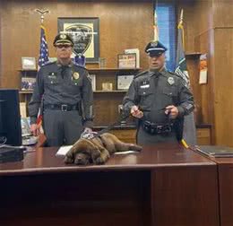 外国警犬参加就职仪式全程放肆睡觉，局长十分尴尬但网友毫不责怪