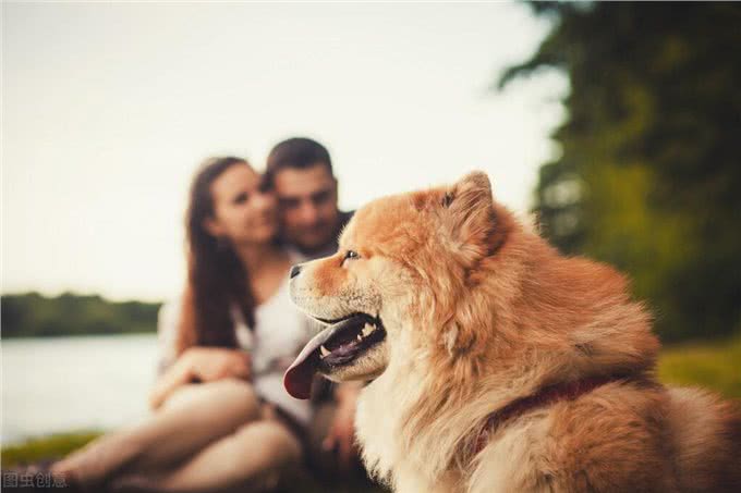为什么养松狮犬的人这么少，原来是因为这7个原因