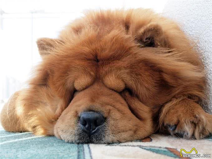 为什么养松狮犬的人这么少，原来是因为这7个原因