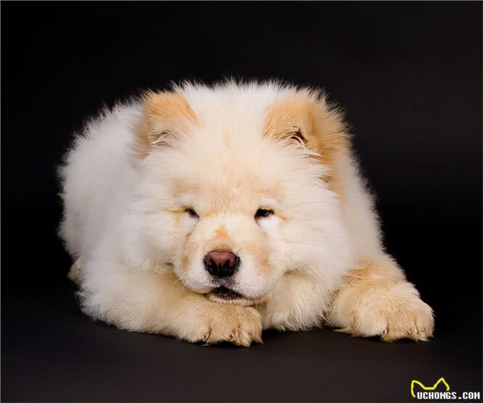 为什么养松狮犬的人这么少，原来是因为这7个原因