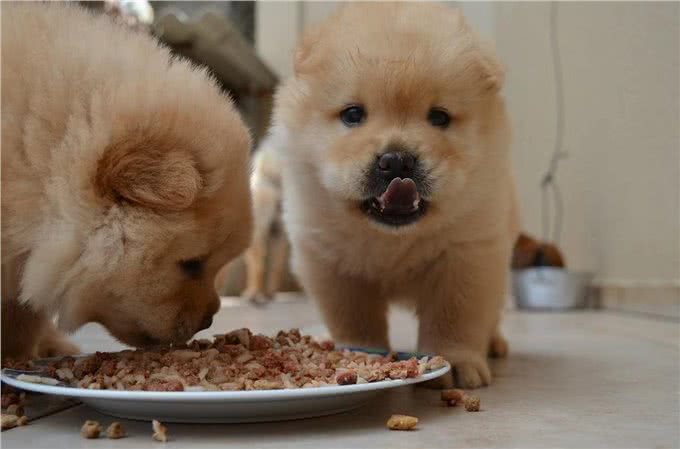 为什么养松狮犬的人这么少，原来是因为这7个原因