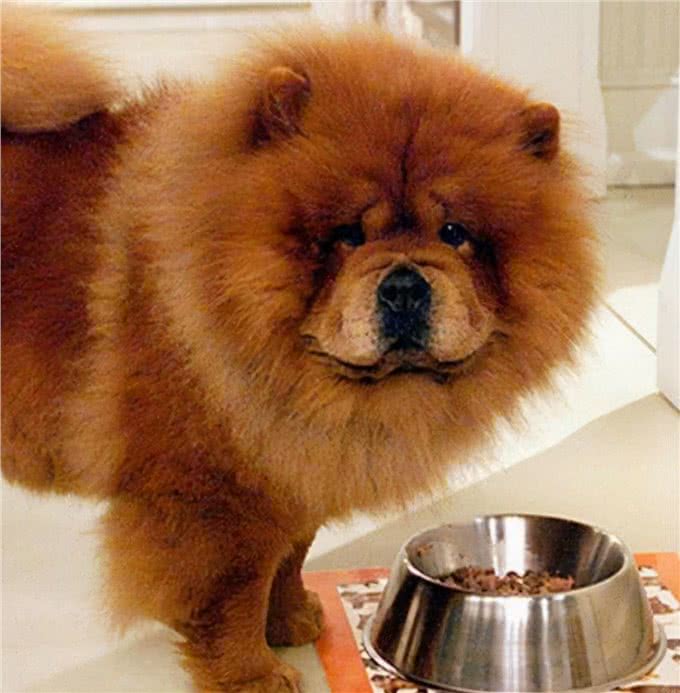 为什么养松狮犬的人这么少，原来是因为这7个原因