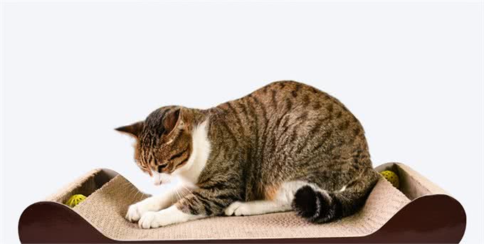 猫咪为什么爱刮沙发?猫科动物磨爪子的好处，你一定想不到!