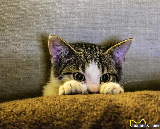 猫咪为什么爱刮沙发?猫科动物磨爪子的好处，你一定想不到!
