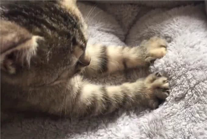 猫咪为什么爱刮沙发?猫科动物磨爪子的好处，你一定想不到!