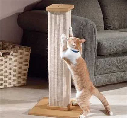 猫咪为什么爱刮沙发?猫科动物磨爪子的好处，你一定想不到!