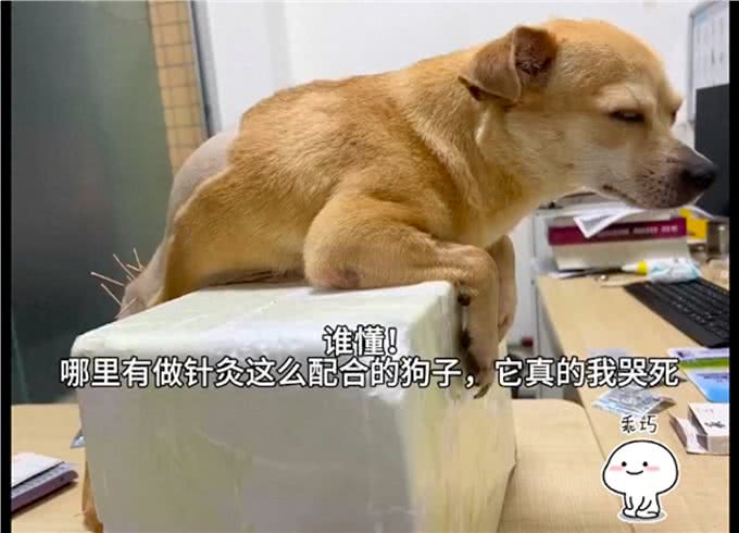 医生给狗扎针灸治疗，它乖乖的趴在盒子上配合，也太懂事听话了吧