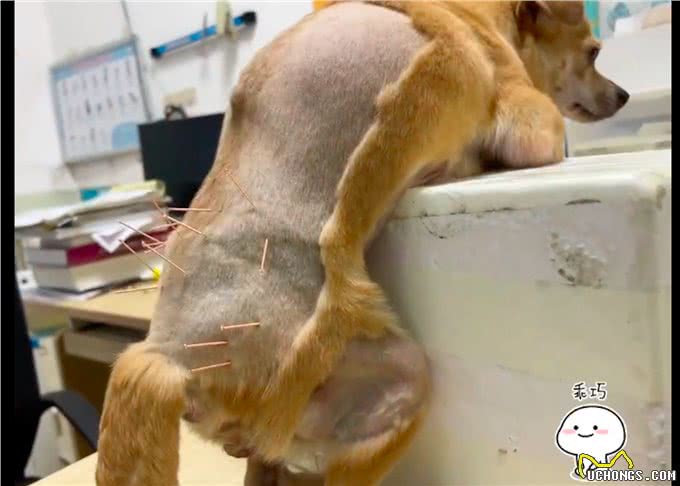 医生给狗扎针灸治疗，它乖乖的趴在盒子上配合，也太懂事听话了吧