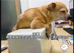 医生给狗扎针灸治疗，它乖乖的趴在盒子上配合，也太懂事听话了吧