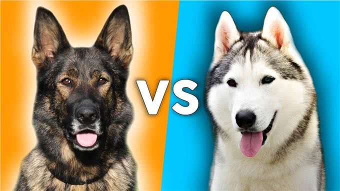 德国牧羊犬vs哈士奇，谁的战斗力更强?