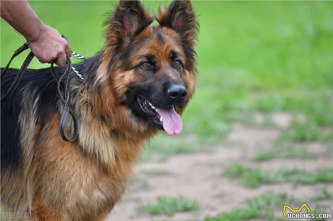 德国牧羊犬vs哈士奇，谁的战斗力更强?