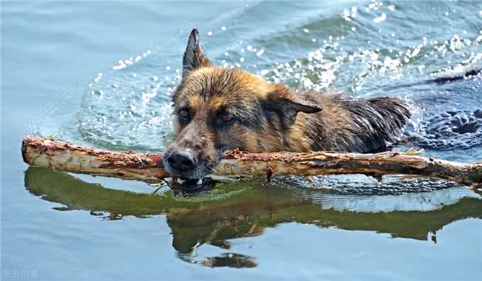 德国牧羊犬vs哈士奇，谁的战斗力更强?