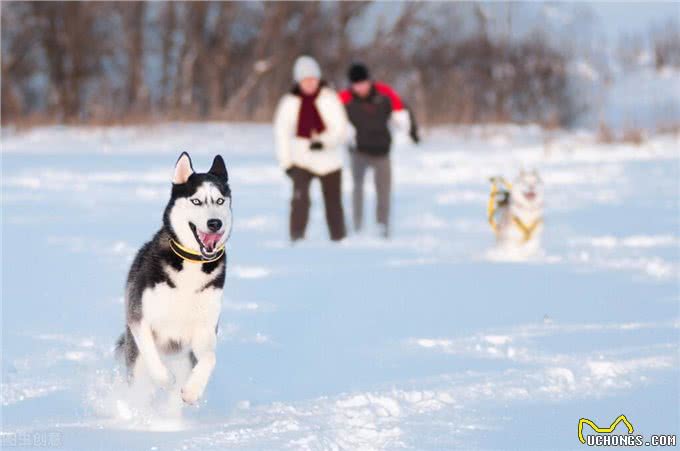 德国牧羊犬vs哈士奇，谁的战斗力更强?
