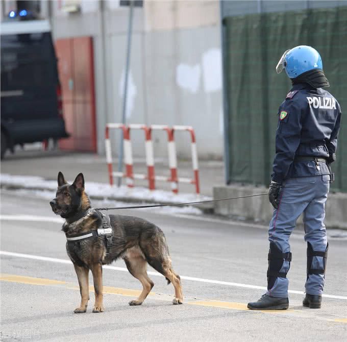 德国牧羊犬vs哈士奇，谁的战斗力更强?