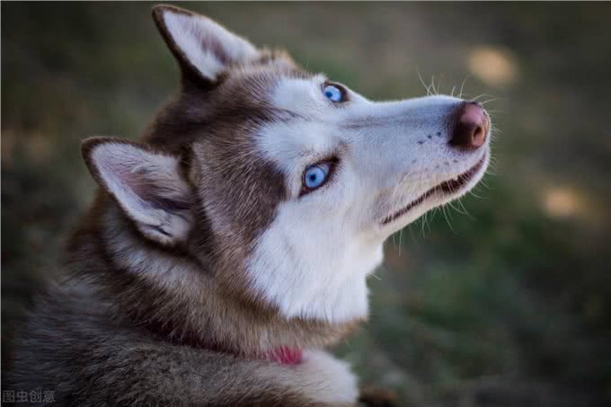 德国牧羊犬vs哈士奇，谁的战斗力更强?