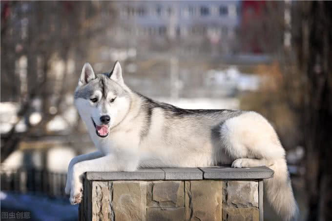 德国牧羊犬vs哈士奇，谁的战斗力更强?