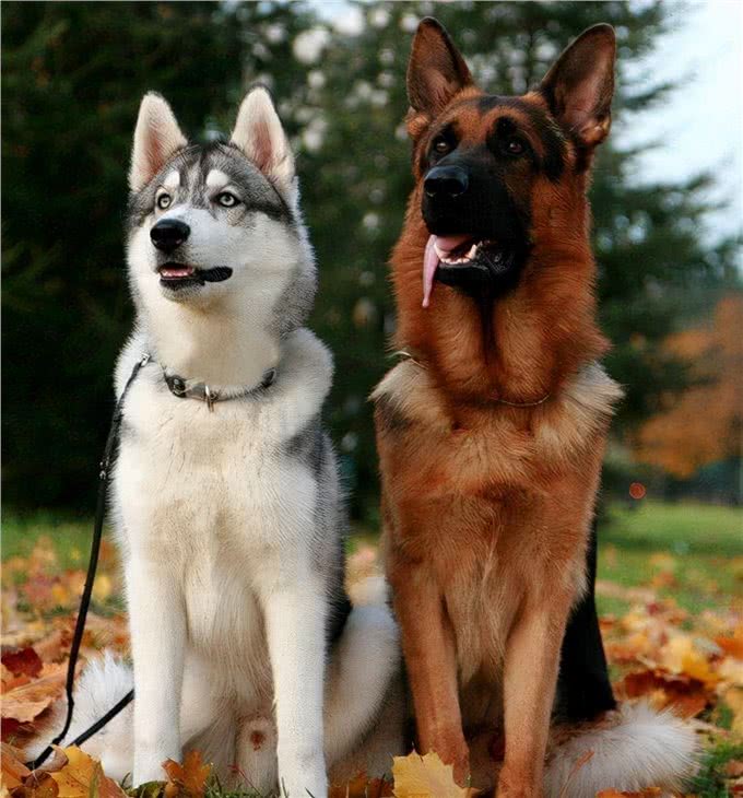 德国牧羊犬vs哈士奇，谁的战斗力更强?