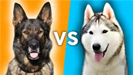 德国牧羊犬vs哈士奇，谁的战斗力更强?
