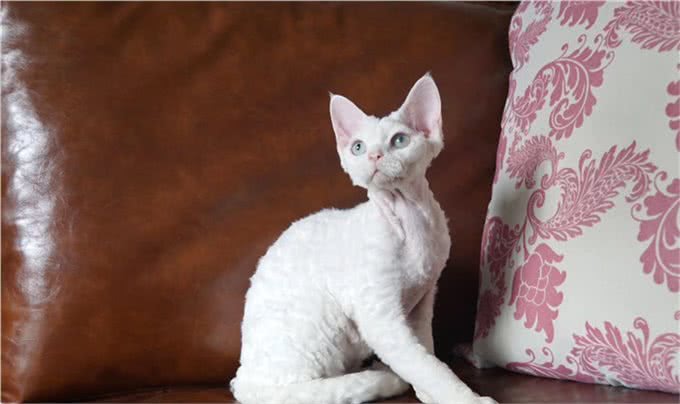 猫中小泰迪一样的卷毛猫，你一定会喜欢他的手感