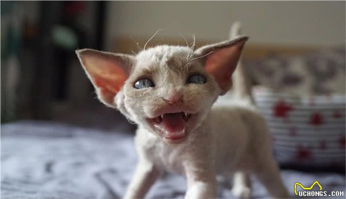 猫中小泰迪一样的卷毛猫，你一定会喜欢他的手感