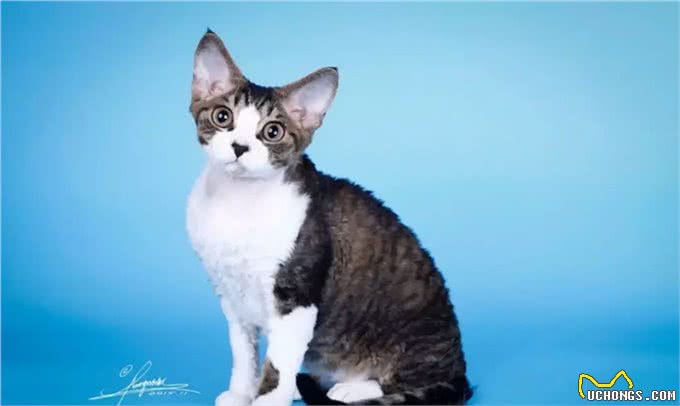 猫中小泰迪一样的卷毛猫，你一定会喜欢他的手感