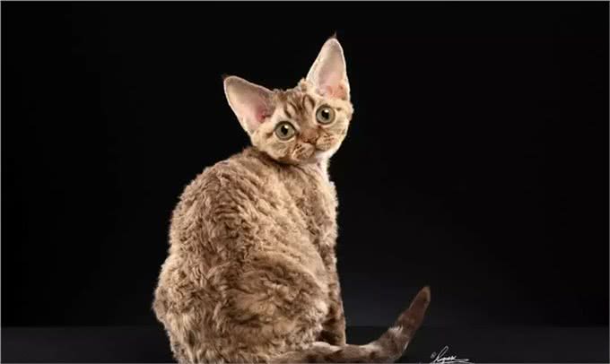 猫中小泰迪一样的卷毛猫，你一定会喜欢他的手感