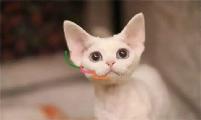 猫中小泰迪一样的卷毛猫，你一定会喜欢他的手感