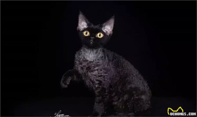 猫中小泰迪一样的卷毛猫，你一定会喜欢他的手感