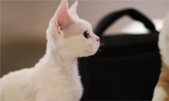 猫中小泰迪一样的卷毛猫，你一定会喜欢他的手感
