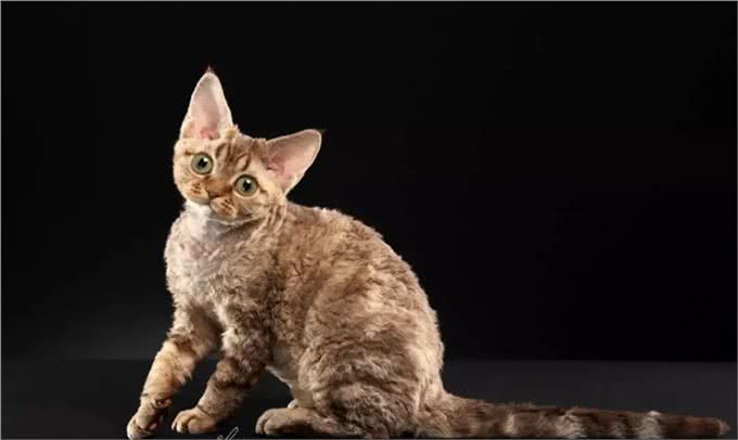 猫中小泰迪一样的卷毛猫，你一定会喜欢他的手感