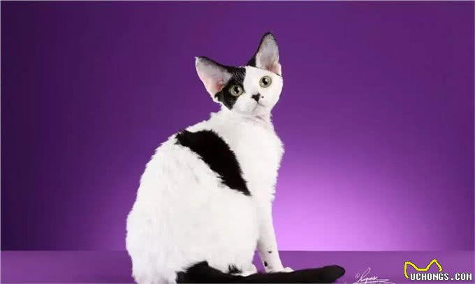 猫中小泰迪一样的卷毛猫，你一定会喜欢他的手感